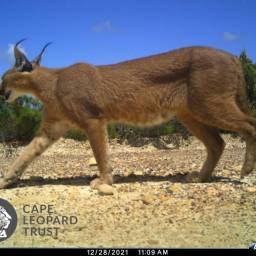 Caracal